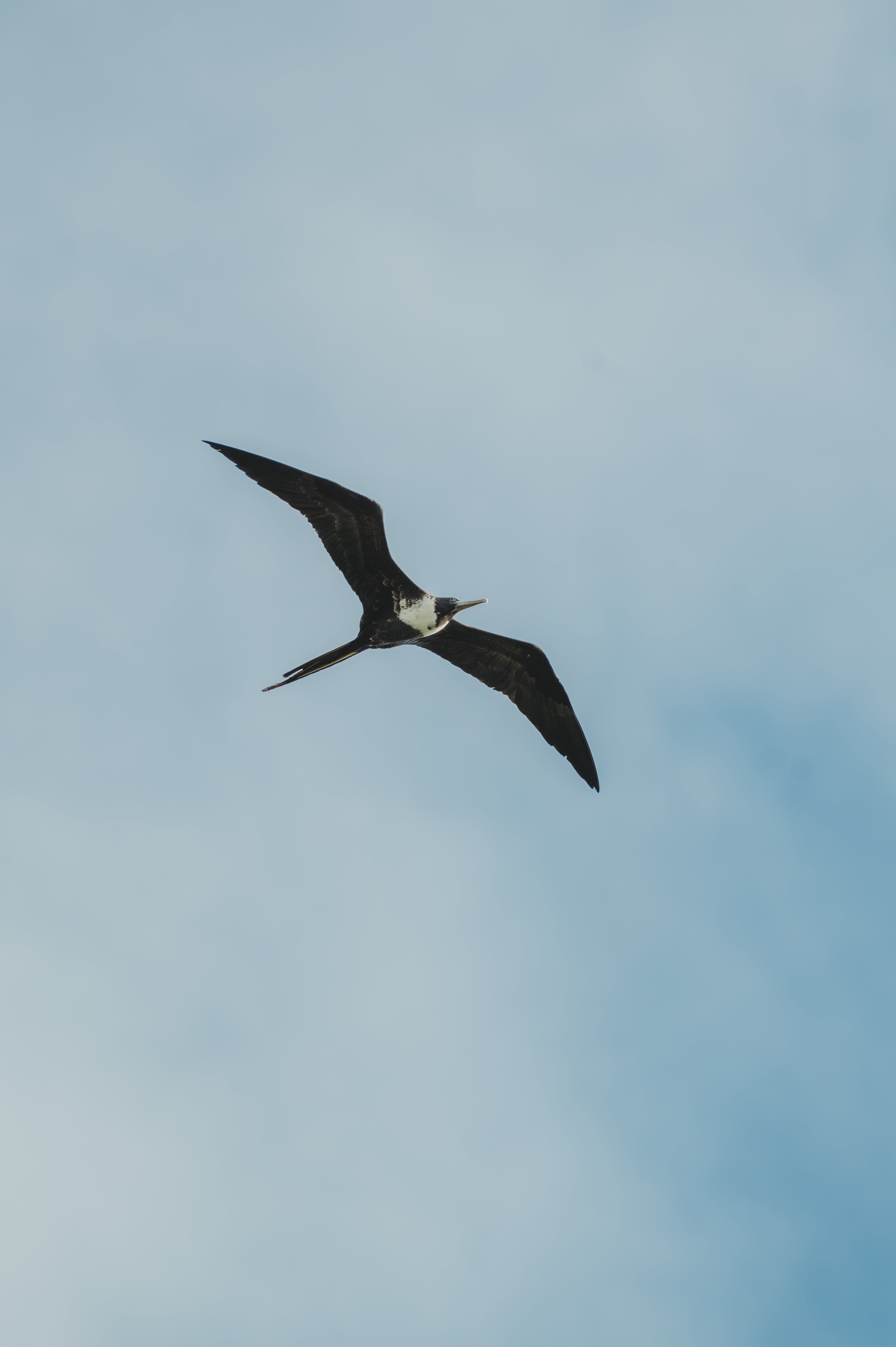 Frigate Bird Collection